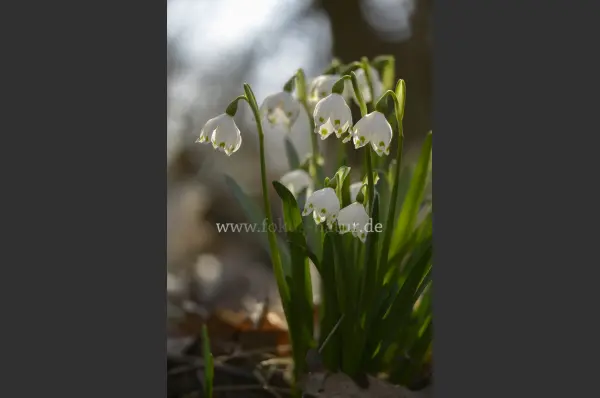 Fokus-Natur Bild