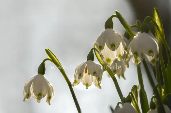 Fokus-Natur Bild