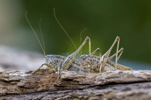 Fokus-Natur Bild