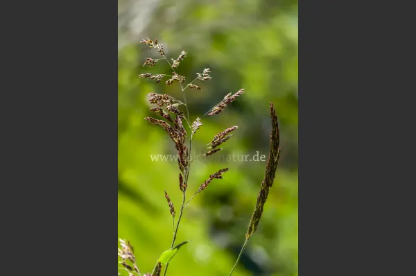 Fokus-Natur Bild