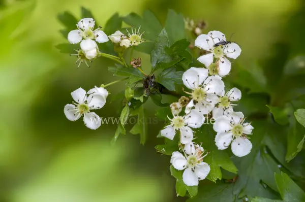 Fokus-Natur Bild