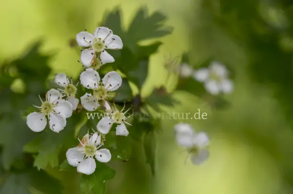 Fokus-Natur Bild
