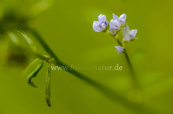 Fokus-Natur Bild