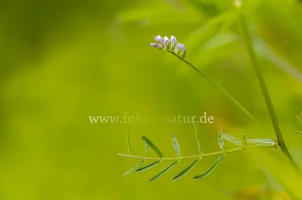 Fokus-Natur Bild