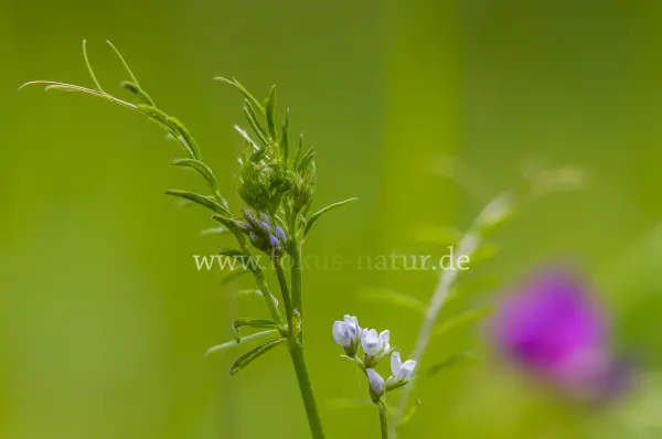 Fokus-Natur Bild