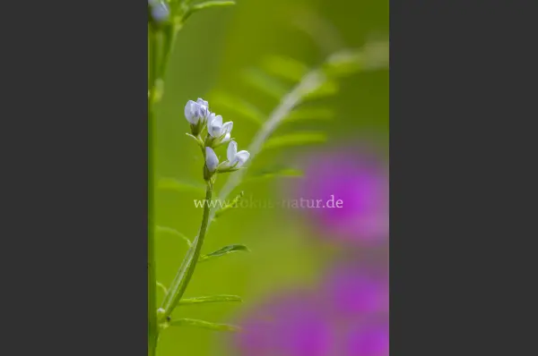 Fokus-Natur Bild
