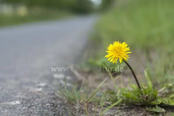 Fokus-Natur Bild