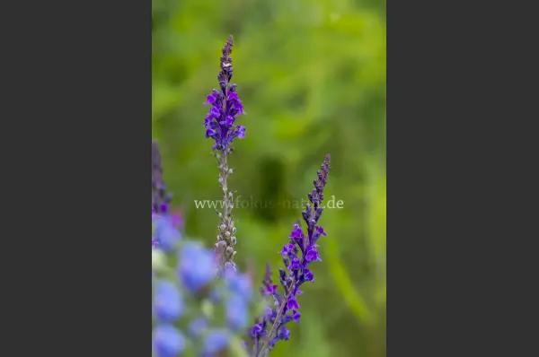 Fokus-Natur Bild