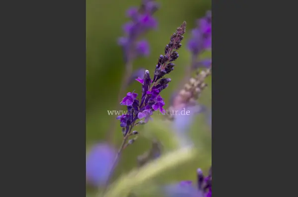 Fokus-Natur Bild