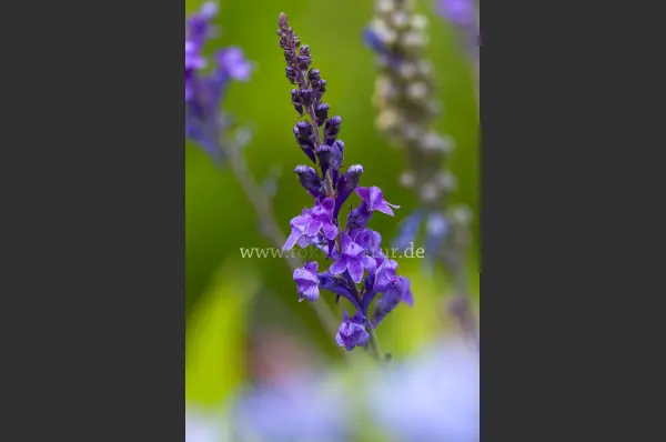 Fokus-Natur Bild