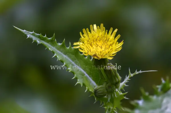 Fokus-Natur Bild