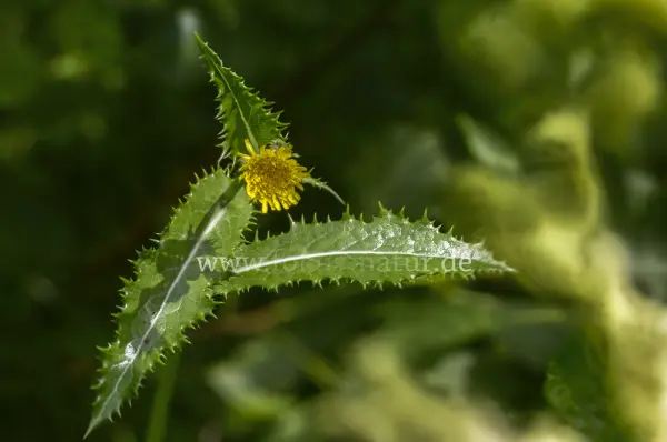 Fokus-Natur Bild