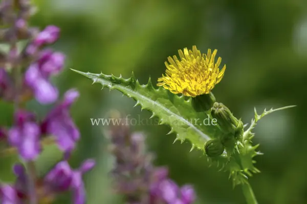 Fokus-Natur Bild