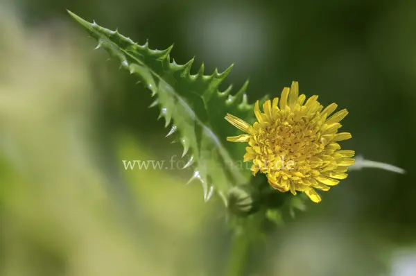 Fokus-Natur Bild