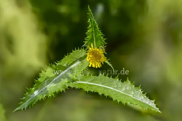 Fokus-Natur Bild