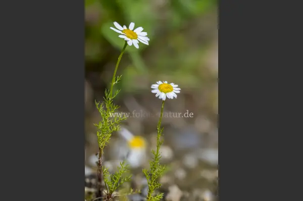 Fokus-Natur Bild