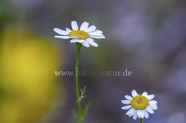 Fokus-Natur Bild