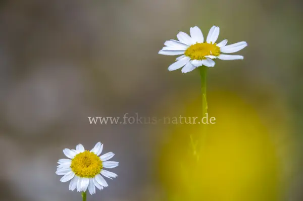 Fokus-Natur Bild