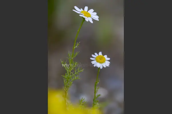 Fokus-Natur Bild