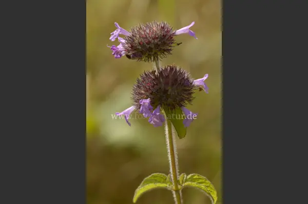 Fokus-Natur Bild