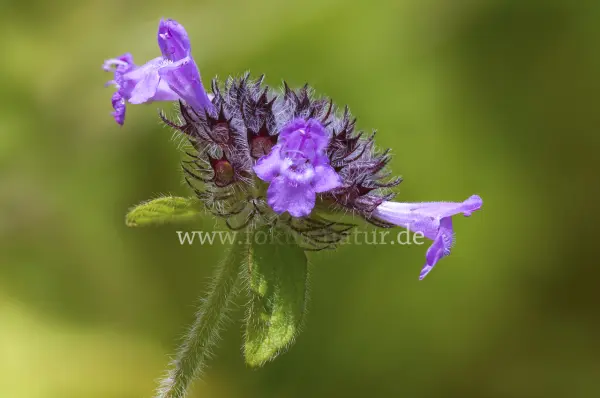 Fokus-Natur Bild