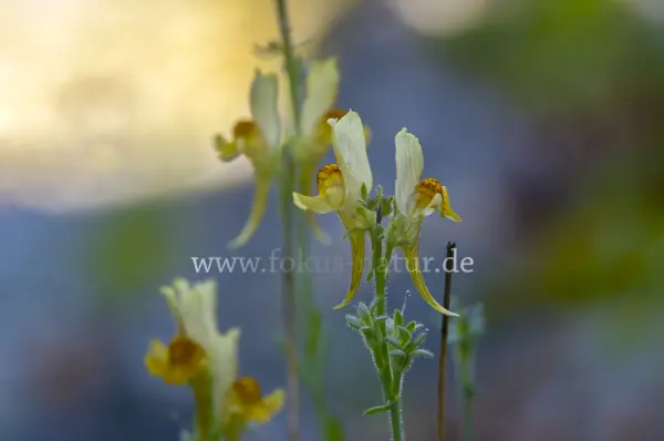 Fokus-Natur Bild