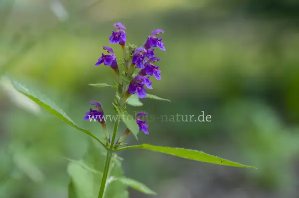 Fokus-Natur Bild