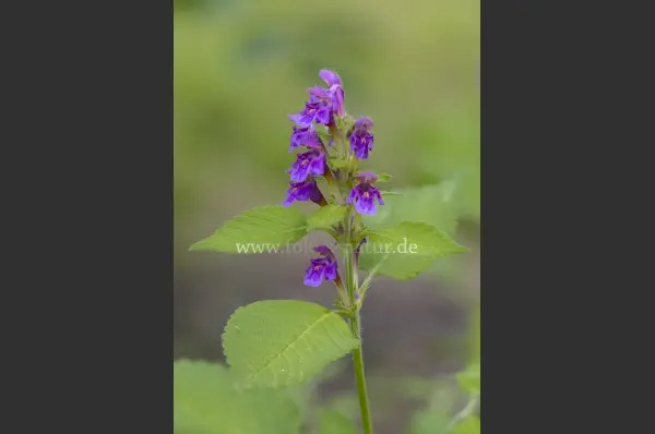 Fokus-Natur Bild