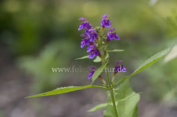Fokus-Natur Bild