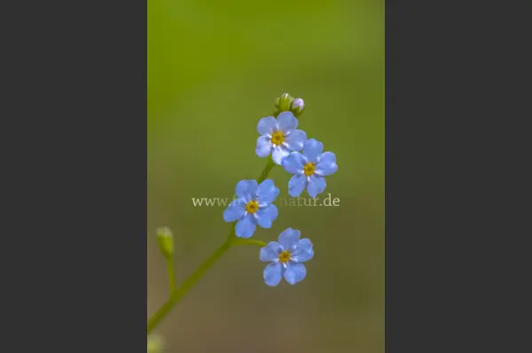 Fokus-Natur Bild