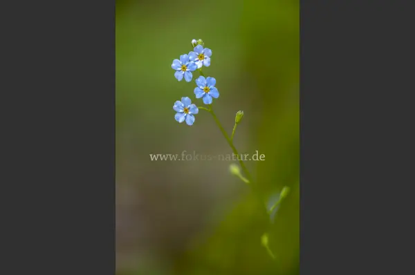 Fokus-Natur Bild