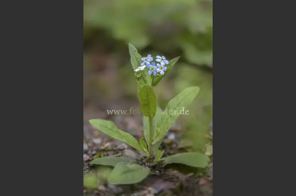Fokus-Natur Bild