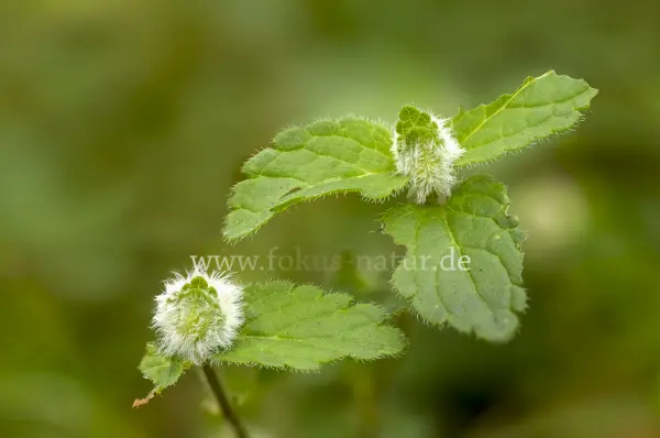 Fokus-Natur Bild