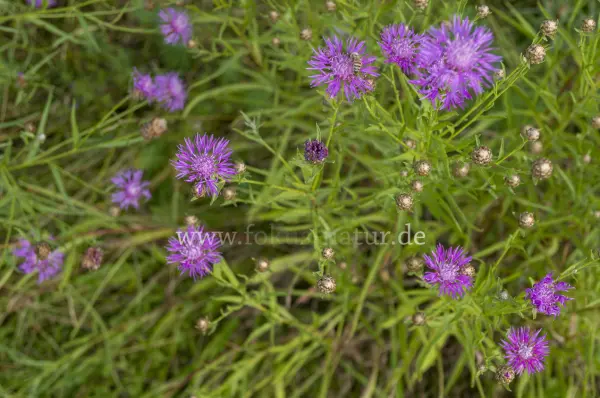 Fokus-Natur Bild