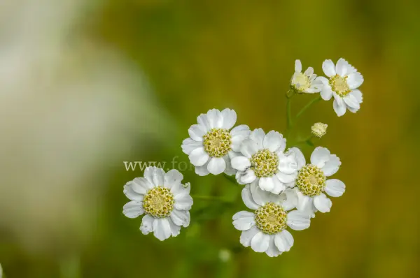 Fokus-Natur Bild