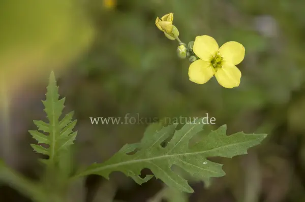 Fokus-Natur Bild