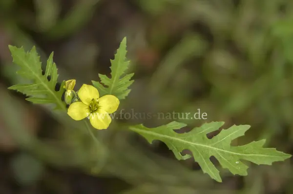 Fokus-Natur Bild