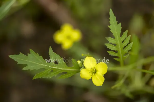 Fokus-Natur Bild