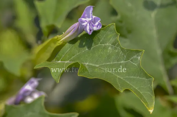 Fokus-Natur Bild
