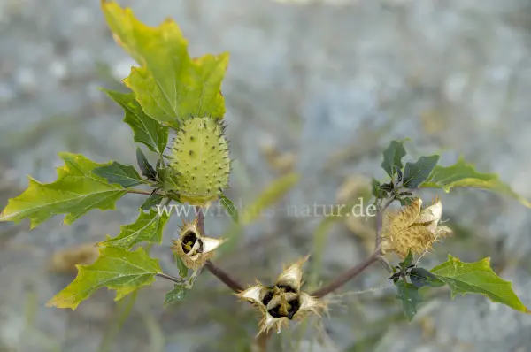Fokus-Natur Bild
