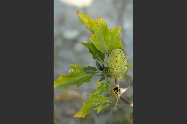 Fokus-Natur Bild