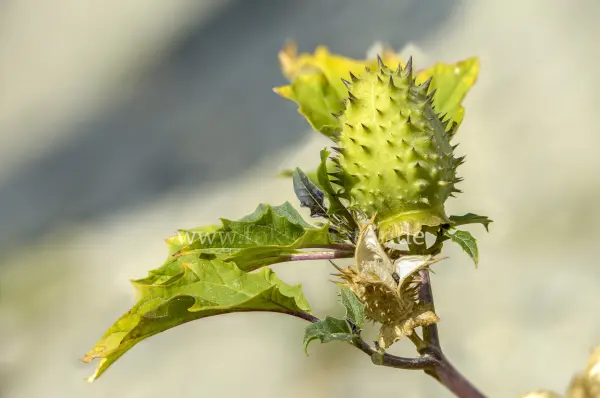 Fokus-Natur Bild
