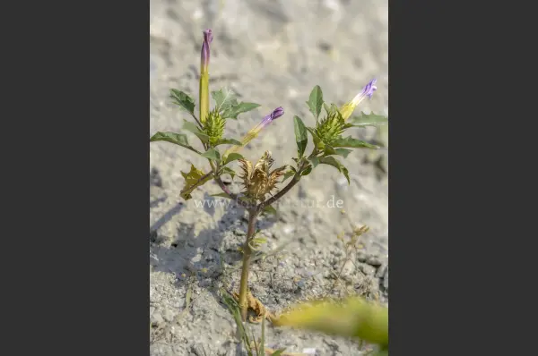 Fokus-Natur Bild