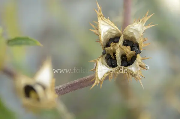 Fokus-Natur Bild