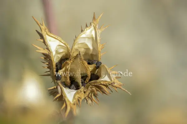 Fokus-Natur Bild