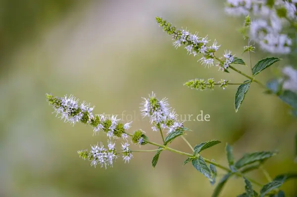 Fokus-Natur Bild