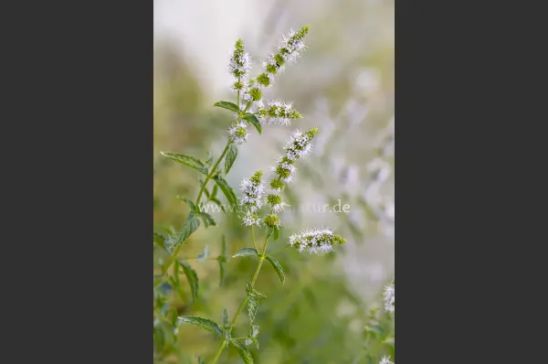 Fokus-Natur Bild