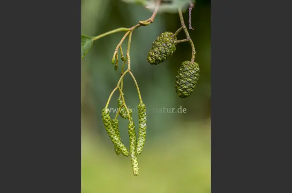 Fokus-Natur Bild
