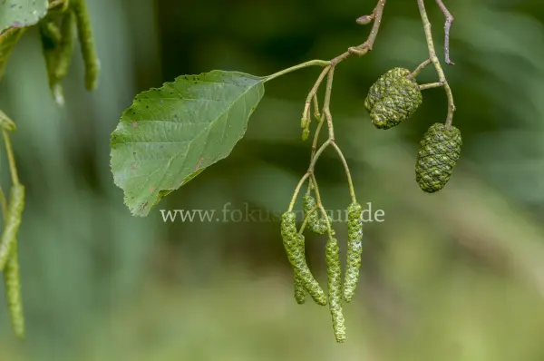 Fokus-Natur Bild