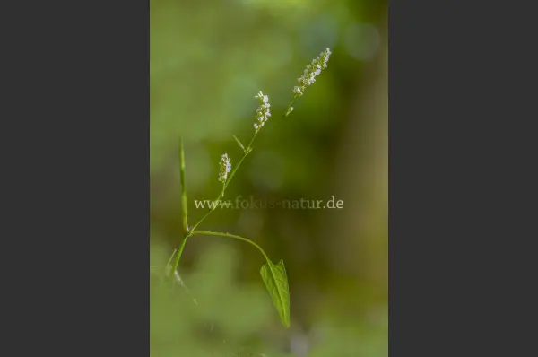 Fokus-Natur Bild